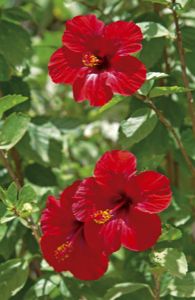 hibiscus-rouge-5729