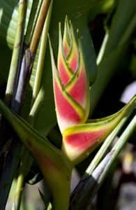 heliconia-wargner-6900